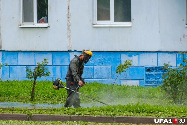 Ее, кстати, уже срезают | Источник: Булат Салихов / UFA1.RU