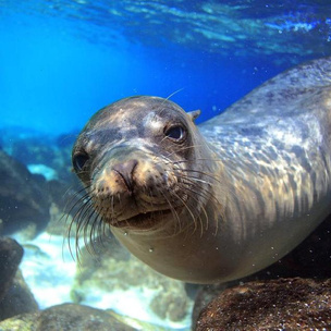 Экий ты увалень: 5 досадных заблуждений о тюленях