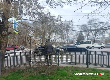Так выглядит прямой подход к новой зебре | Источник: Алёна Воропаева / Voronezh1.ru