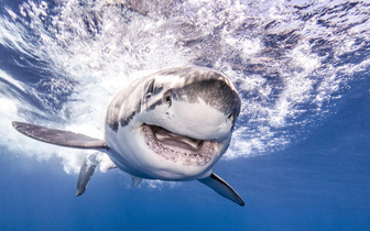 Количество нападений акул за последние 20 лет удвоилось