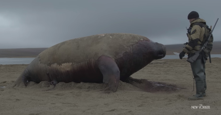 Шаман исчезающего льда: чем покоряет номинированный на «Оскар» фильм о чукотских моржах?