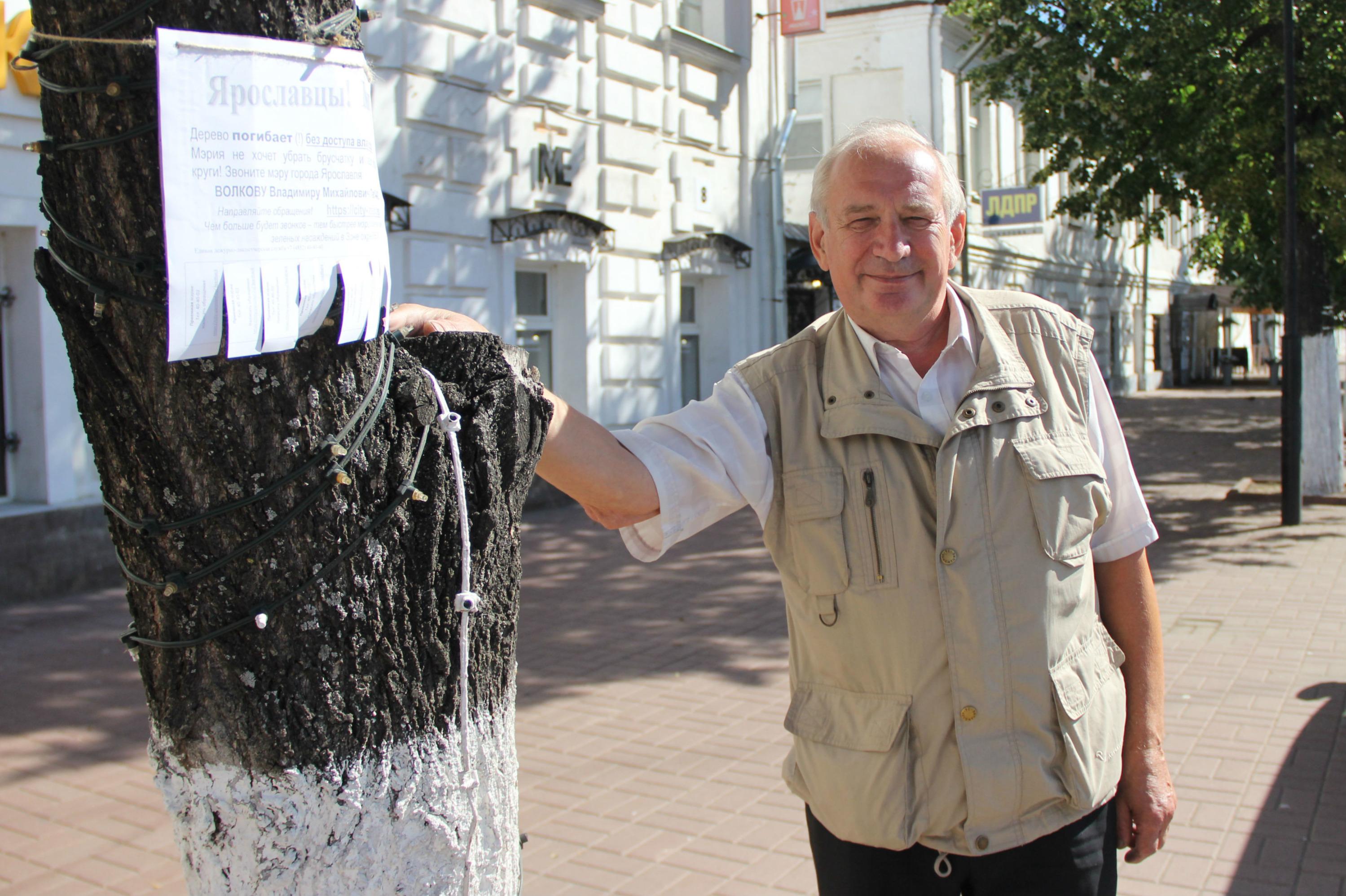 В Ярославле стали умирать замурованные в плитку деревья 25 июня 2019г. - 25  июня 2019 - 76.ру