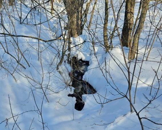 Источник: Минприроды Самарской области