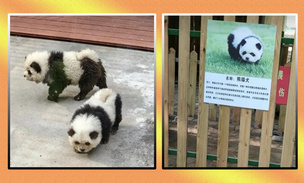 Зоопарк объявил, что покажет гостям новый вид панд: в чем подвох?