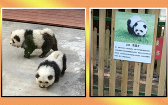 Зоопарк объявил, что покажет гостям новый вид панд: в чем подвох?