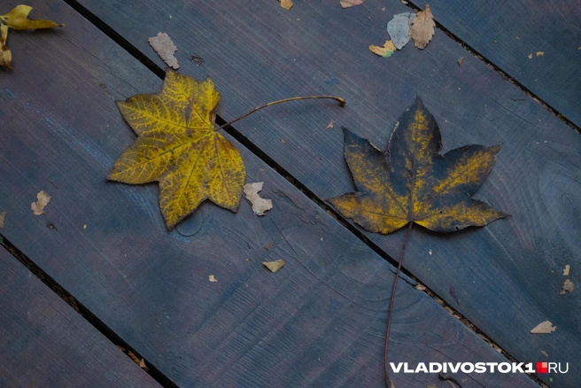 Ветер всю неделю будет слабым | Источник: Елена Буйвол / VLADIVOSTOK1.RU