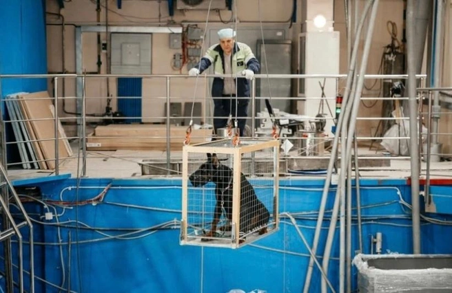 Облучение проходит в исследовательском ядерном реакторе Томского политехнического университета (ТПУ) | Источник: АНО «Сиббиотех» / Vk.com