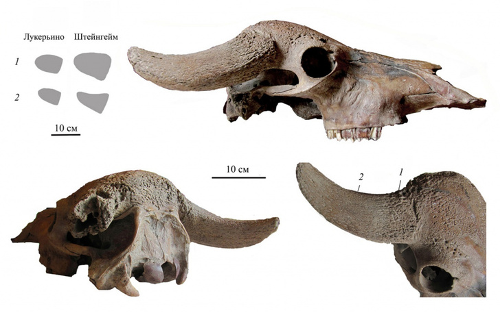 В Подмосковье обнаружили череп речного буйвола
