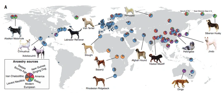 Ученые рассказали, когда появились первые породы собак