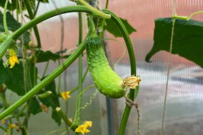 Цены на огурцы во Владивостоке: сравнительный анализ