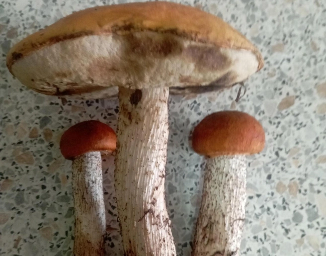 Такие грибы находят в лесах Москаленского района  | Источник: «Грибы. Грибники Омска и Омской области.» / Vk.com