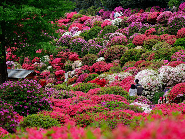 Сад в японском стиле: какие растения выбрать для дачи