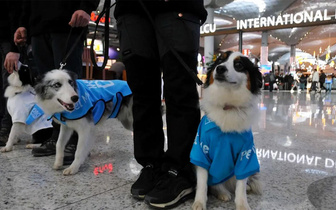 5 собак-психотерапевтов приступили к работе в аэропорту Стамбула: как животные помогают пассажирам?