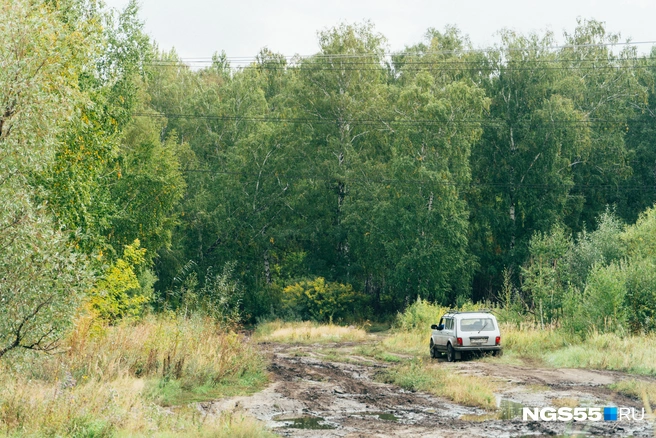 Обычно костяника поспевает в августе  | Источник: Елена Латыпова / NGS55.RU