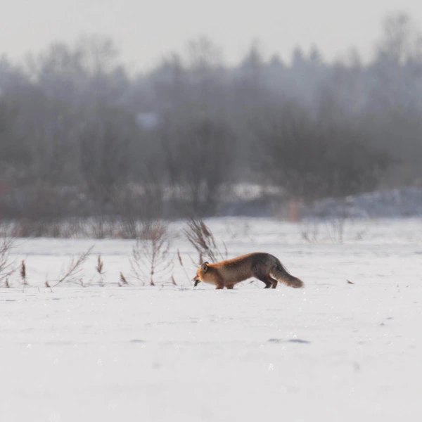 Источник:  Антон Кубышкин / «Грибы и Грибники СПб» 