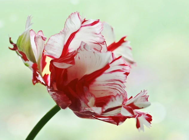 Игра на гормонах, часть 1: цикл