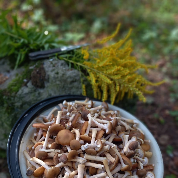 Источник: Юрий Штынин / Грибы в Подмосковье 2025 / VK.com