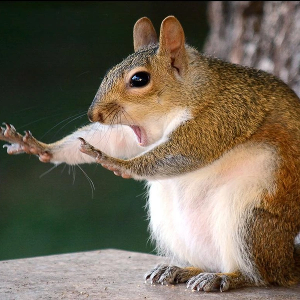 Источник: Mary McGowan / Comedy Wildlife Photography Awards 2018