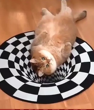 Кошки и собаки пытаются разгадать оптическую иллюзию — «дыру в полу» (красноречивое видео)