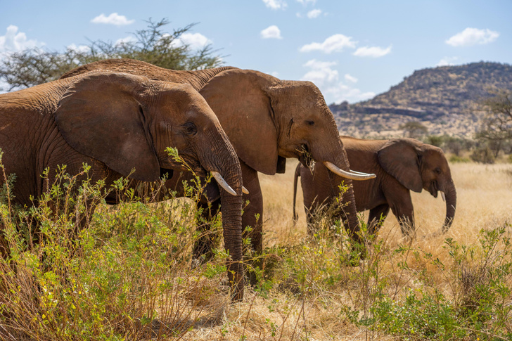 Слоны одомашнили сами себя: что это говорит нам о добродушных гигантах?