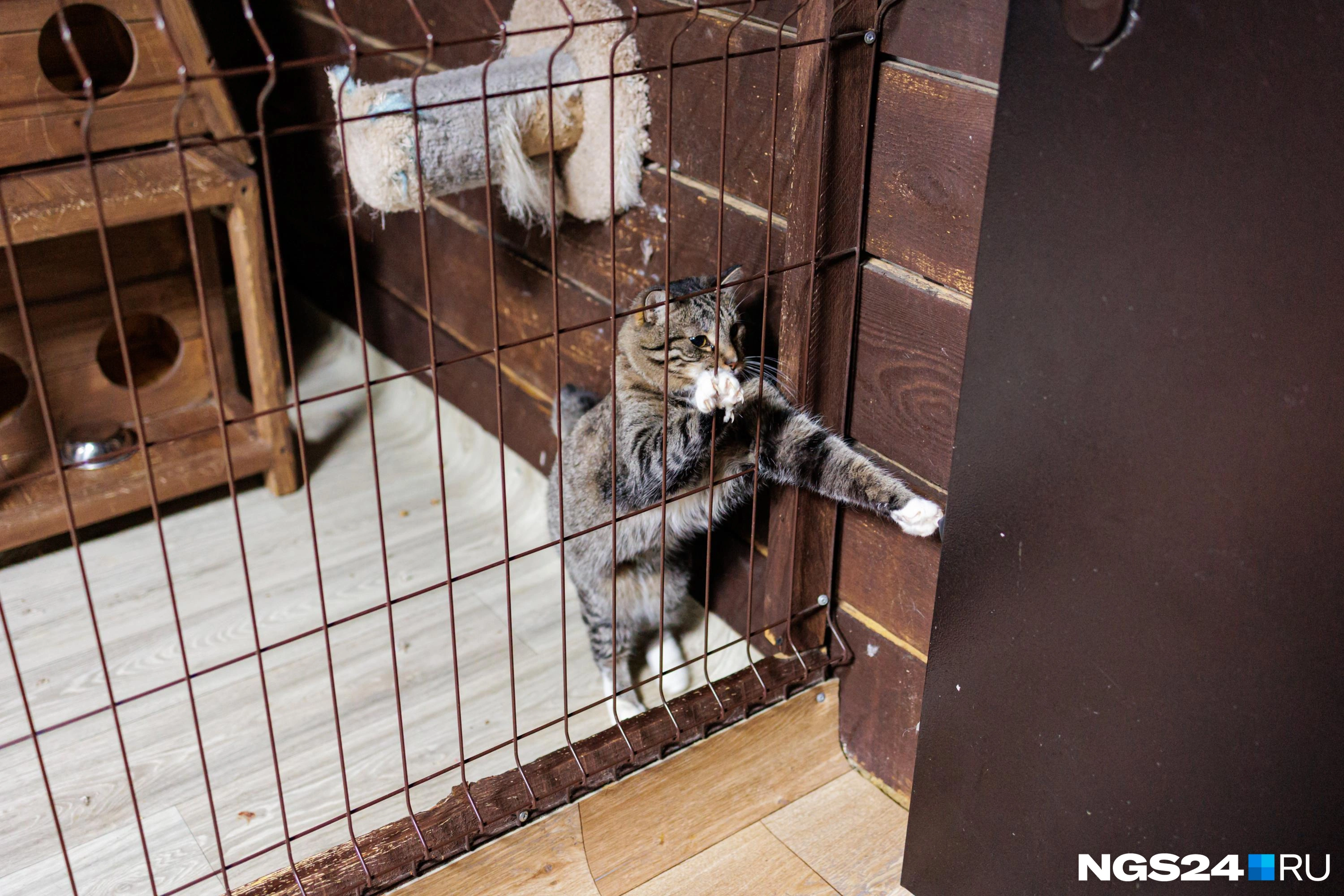 Шкодный кот Руслан ищет дом