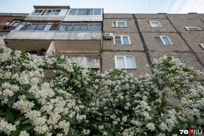 Во дворах много кустов и деревьев | Источник: Александр Куренной / 76.RU