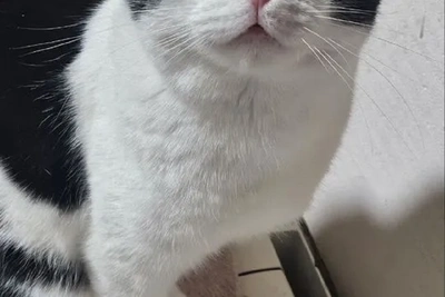 Илюха Большой Босс: кот с хобби паркур ищет дом