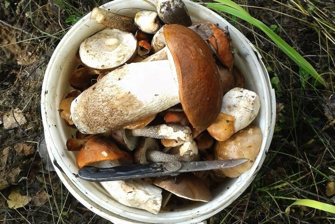 Это небольшое ведерко собрали также в Холмогорском округе | Источник: Виктор Матвеев