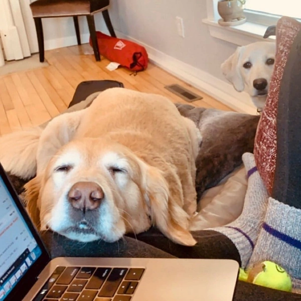Источник: @dogsworkingfromhome