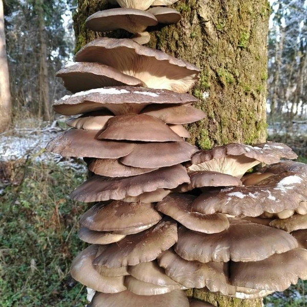 Источник: Татьяна Алексеева / Грибы в Подмосковье 2025 / VK.com