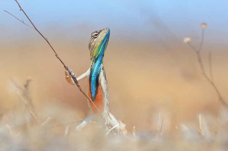 10 самых смешных фото ящериц в мире — победители Comedy Wildlife Photography Awards за всю историю | Источник: Comedy Wildlife Photography Awards