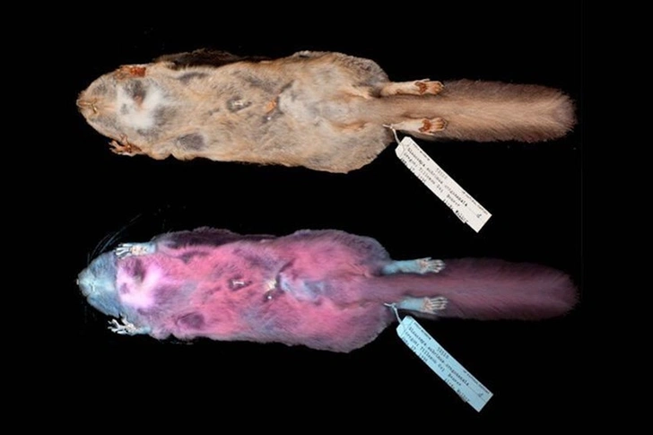 Белки-летяги научились светиться в ультрафиолете