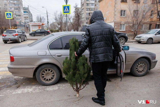Даже маленькая аккуратная елочка будет стоить не менее полутора тысяч рублей | Источник: Алексей Волхонский / V1.RU