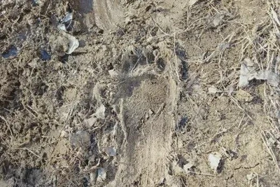 Медведей по отпечаткам лап пересчитают в Амурской области