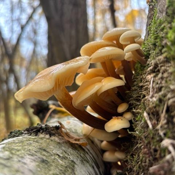 Источник: Ольга Беляева / Грибы в Подмосковье 2025 / VK.com