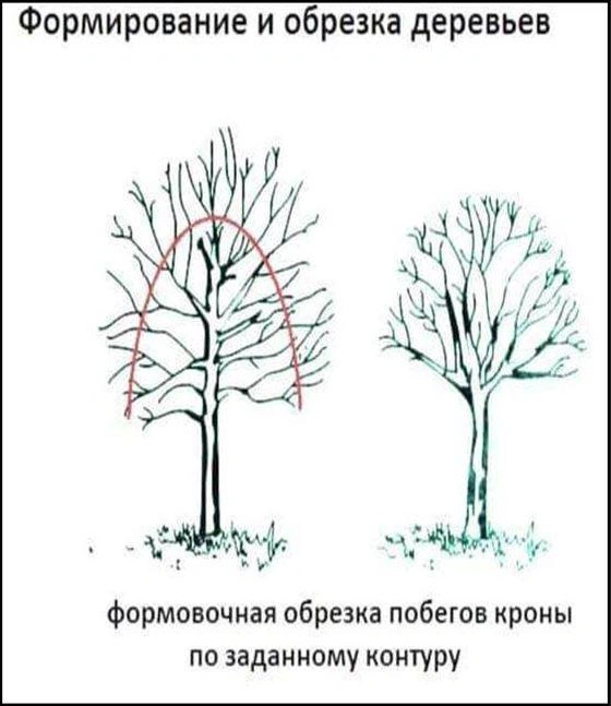 У деревьев обрежут кроны | Источник: Портал госзакупок