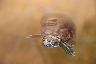 Прорыв теплосети во Владивостоке затопляет озеро черепах