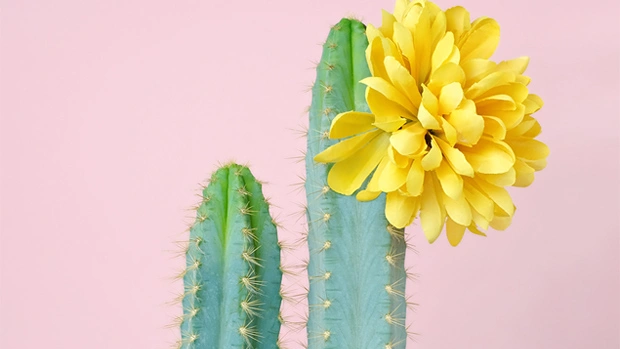 Домашние растения и знаки зодиака