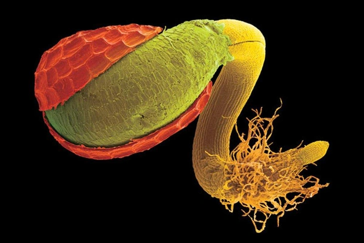 Фабрика жизни: как появление семян определило эволюционный успех растений