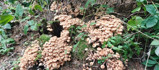 «Чудо-пень» находился в районе поселка Дачный | Источник: «Грибы. Грибники Омска и Омской области» / vk.com