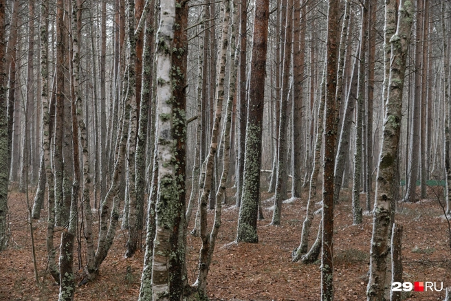 Источник: Иван Митюшёв / 29.RU