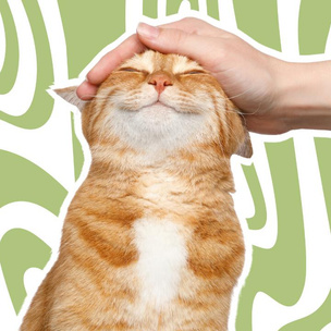 «Мяу» вместо «спасибо»: 10 вкусняшек и прочих мимишностей для замурчательных кошек