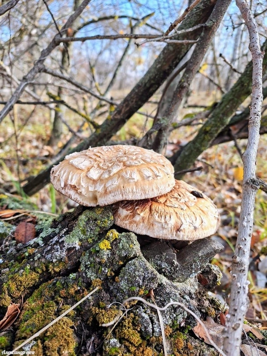 Источник: Читатель V1.RU Александр