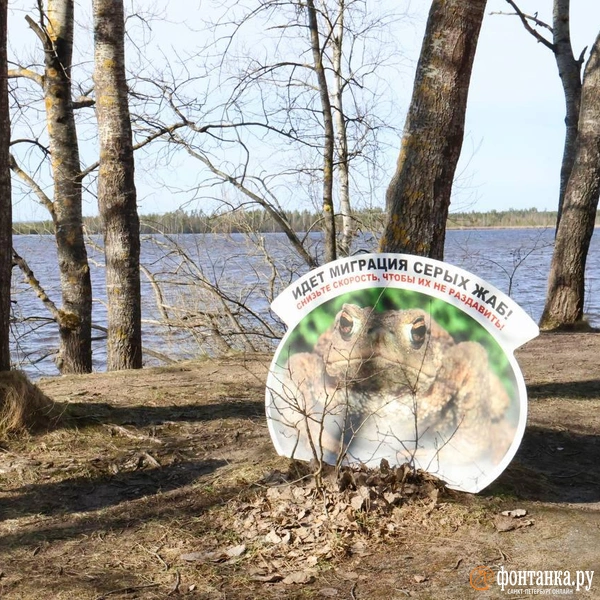 Источник: Марина Мамонтова / FONTANKA.RU