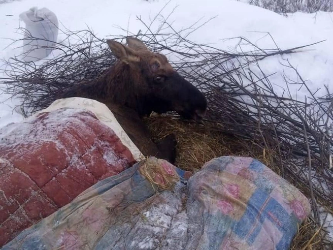 Лось по кличке Октябрь, спасенный в Ярославской области, будет направлен в реабилитационный центр «Белый лось» в Подмосковье. | Источник: Министерство лесного хозяйства и природопользования