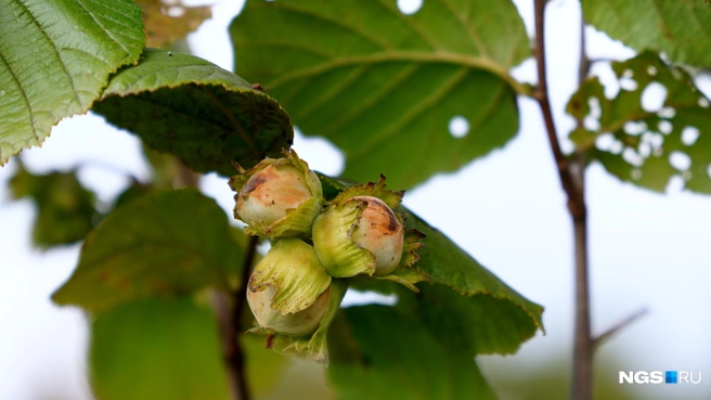 В кисти может быть до 12 орешков | Источник: Антон Дигаев / NGS.RU