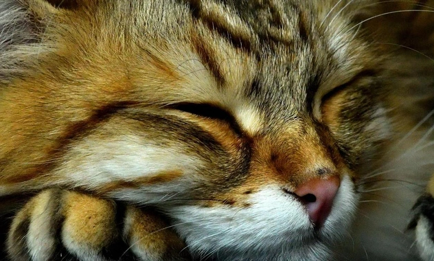 Породы кошек, которые были популярны еще в СССР