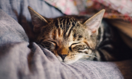 Ученые обещают: Россия может стать первой страной без аллергии на кошек