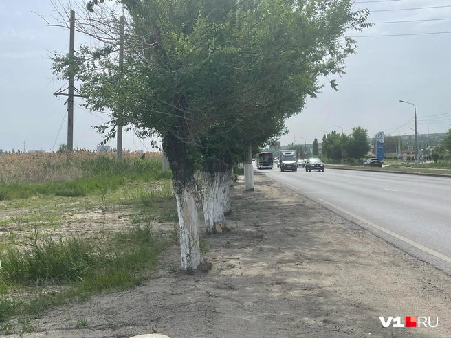 Совсем скоро деревья закончатся и начнется выжженная земля | Источник: Илья Воробушкин / V1.RU