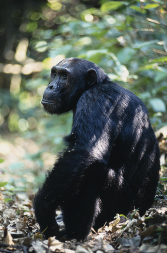 В краю сокве-мту: как выглядит семейная идиллия шимпанзе